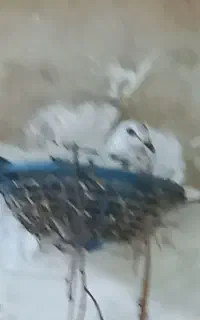 فروش دسته کبوتر..