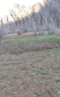 به تعدادی کارگر اتباع اقا در کار کشاورزی نیازمندم