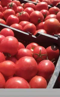 سلام گوجه درجه یک مخصوص رب