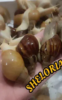 حیوان خانگی حلزون