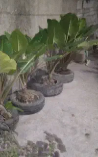 گل بابا آدم