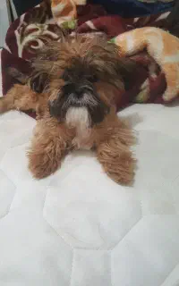 شیتزوعروسکی