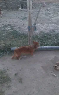 سگ پاکوتاه روبایی