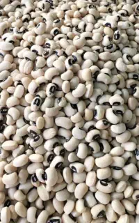 لوبیا چشم بلبلی