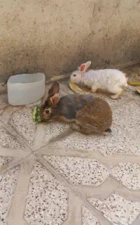 خرگوش
