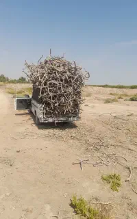 چوب پسته