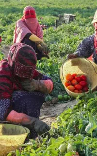 هرکی نیاز به کارگرا خانم نیروی تماس بگیرید