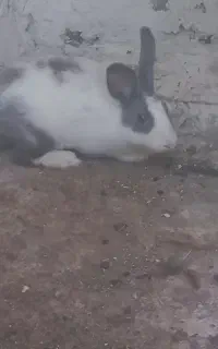 خرگوش