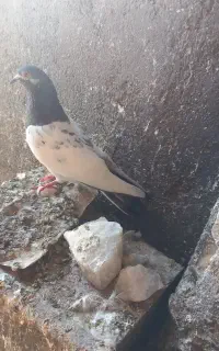 کبوتر