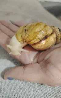 حلزون آچاتینا البینو طبی