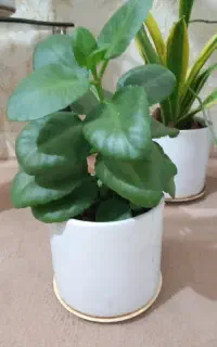 گل وگلدان