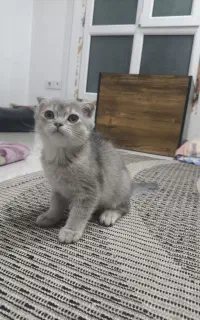 گربه اسکاتیش