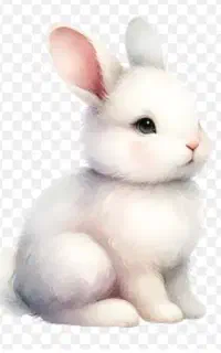 فروش خانواده خرگوش هاا