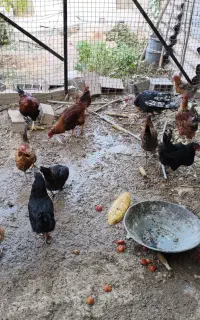 مرغ و خروس و بوقلمون محلی
