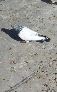 کبوتر ساعت بالا ایناق شدید نه عدد