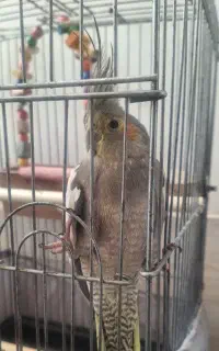 عروس