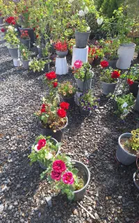 گل رز پر پر سر شاخه