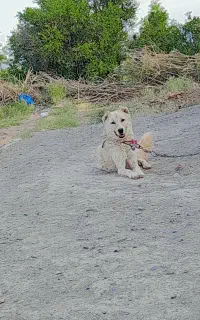 سگ نگهبان