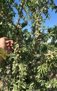 ارائه نهال بادام اسراییلی سازگار با شرایط کم آبی