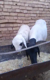 میش سومالی بابره نر سه ماهه
