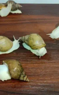 حلزون آلبینا