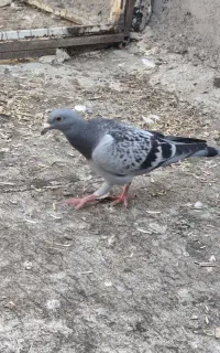 جوجه دوبر گمشده