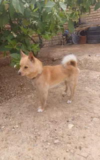 سگ پامر روباهی