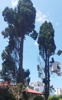 خریدار چوب باغی وقطع درخت