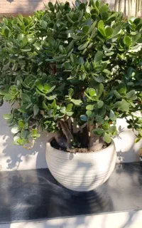 تعدادی گل به علت جابه جایی خانه