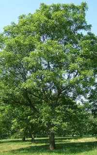 چیدن  گردو و اجاره باغات