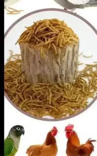 فروش‌کرم‌میل‌ورم‌‌زنده‌وخشک