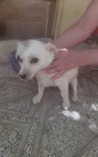 سگ خارجی پاکوتاه آموزش دیده