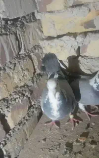 کبوتر