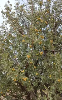جارو فروشی یا گزگ
