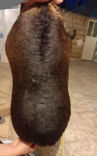 هیزه نرم خوش بود حد 6یا7کیلو روغن میگیره