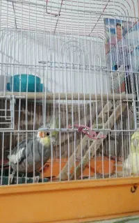 عروس هلندی