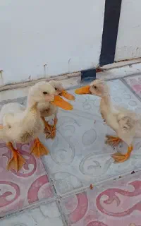اردک