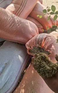 کاه یونجه کیلو ۲۵