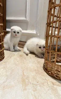 گربه