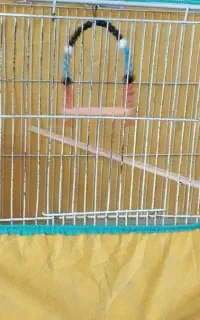 قفس عروس مرغ عشق فنچ