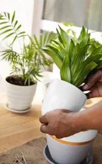 گلکاری،فضای سبز،تعویض گلدان اپارتمانی
