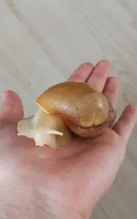 حلزون آلبینو