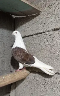 طوقی اوچان اویناق