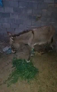 کره نر