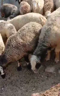 میش