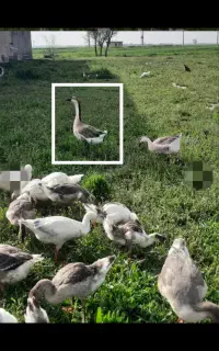 قوغاز نطفه دار