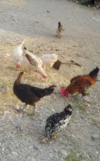 فروش‌مرغ