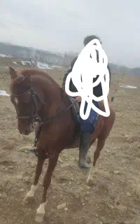 اسب نر کورد