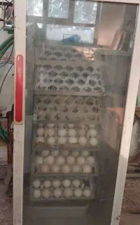 دستگاه جوجه کشی