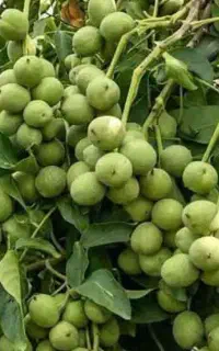 نهال گردو فرنور چندلر و ژنوتیپ